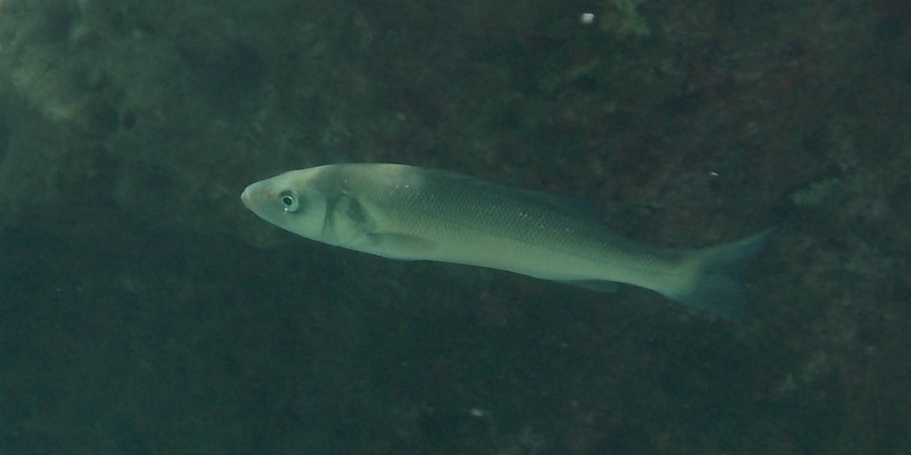 Dicentrarchus labrax a Fiskardo (Cefalonia)